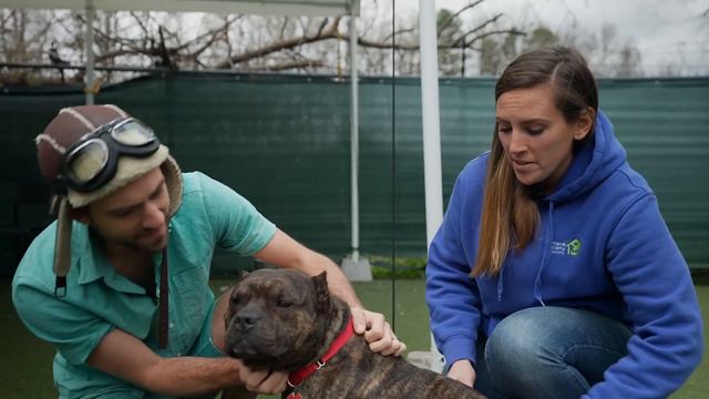 Animal Shelter Field Trip 🐶🐱 | Dog Videos For Kids | Danny Go!