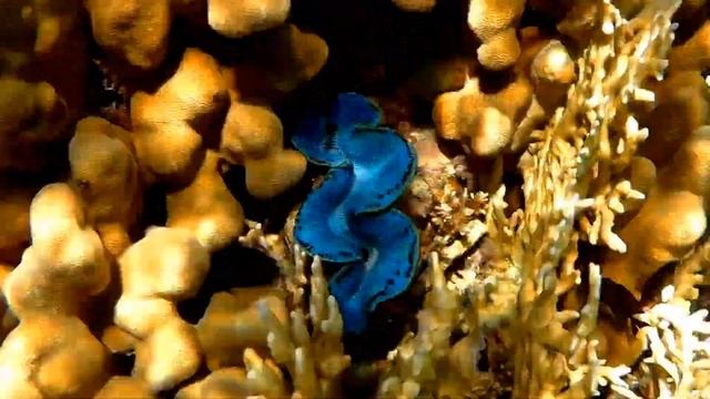 Fungia fungites, Фунгия грибовидный коралл смотреть онлайн