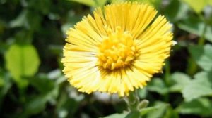 12 апреля / Почему растение называется «мать и мачеха»?