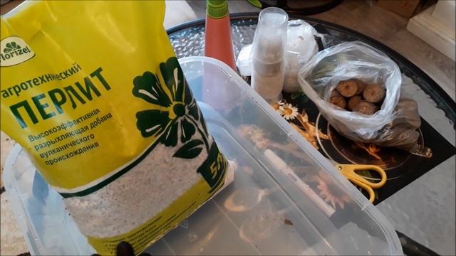 Лучший способ черенкования петунии. Черенкование петунии 100% результат.100% Приживаемость петунии. смотреть онлайн