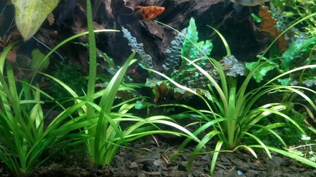 Plants Info | ДЛЯ НОВИЧКА | Sagittaria subulata (Стрелолист) смотреть онлайн