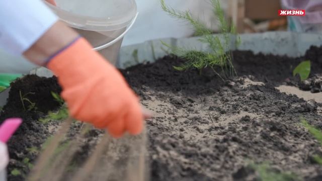 Черенкуем флоксы! смотреть онлайн