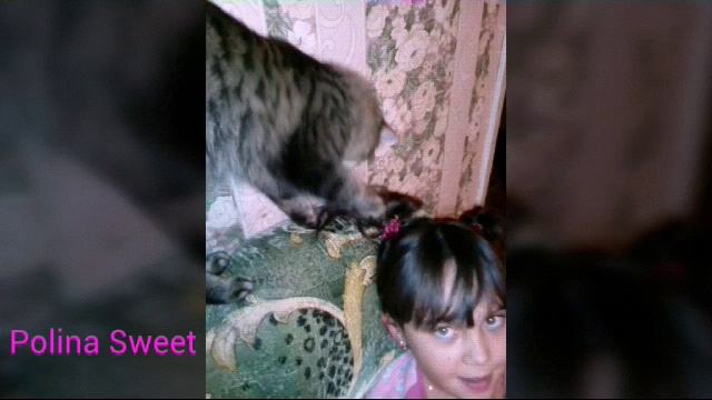 Фото моего кота с 2 лет. (Сейчас он жив) смотреть онлайн