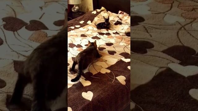 Пражский крысарик и Кот смотреть онлайн