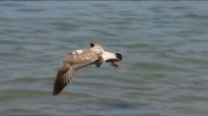 М Леонидов  Здравствуй, путь морской!