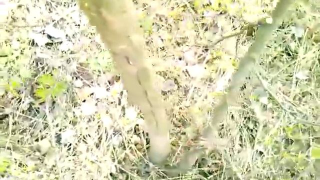 Обрезка яблони весной секрет.не плодоносит яблоня.Обрезка молодой яблони весной.Как обрезать яблоню смотреть онлайн