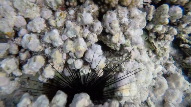 Подводный мир Красного моря. Хургада. Макади Бэй смотреть онлайн