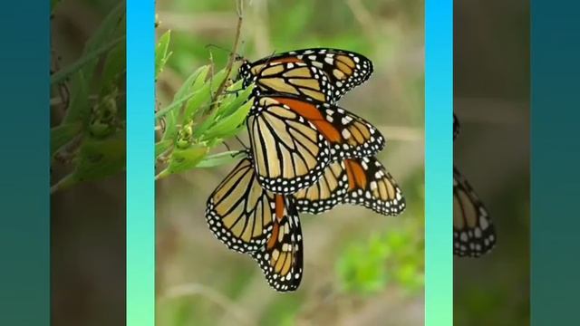 Бабочка. Туйбова Ирина Николаевна воспитатель ГБОУ Школы №1368 ОП1. смотреть онлайн