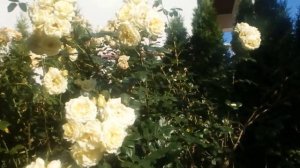 Мой сад Роза Эльф,плетистая #роза #Эльф #плетистая #Тантау #1945 #ароматная #4метравысоты #Elfe#202