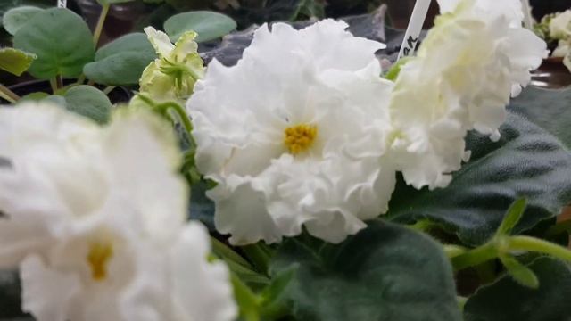 Самые красивые белые фиалки|Какие они смотреть онлайн