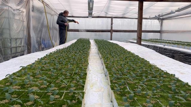 Лезет первый лист. Делаем второй полив рассады. смотреть онлайн