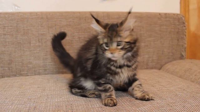 Котенок мейн кун Бублик (ALLYWOOD Louxor, 2 месяца) смотреть онлайн