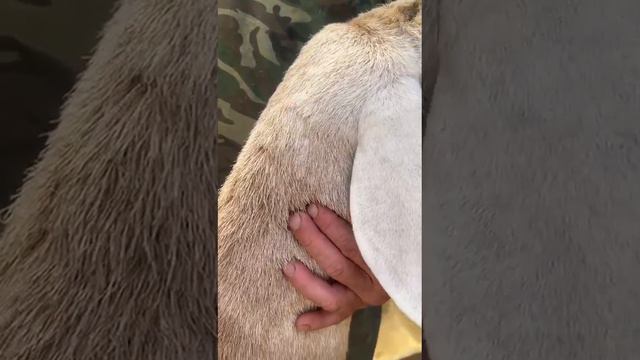 Купили из хоз Абдумалик байке (Александровка) за 1500$ 17 мая 2023 г. смотреть онлайн