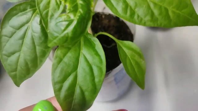 203. Болезни рассады! Паутинный клещ и трипсы на перцах, баклажанах, томатах! смотреть онлайн