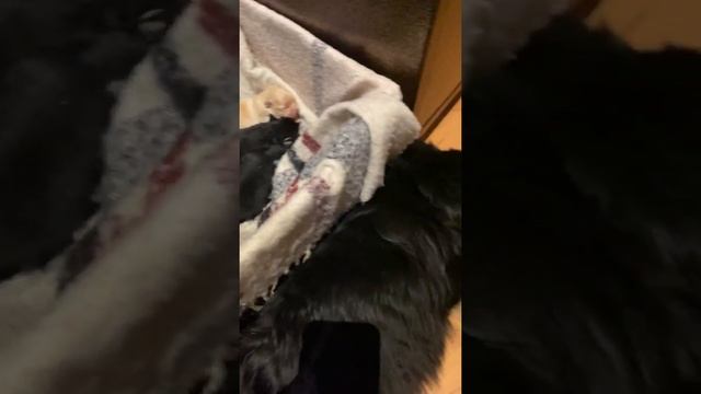 Наши кляйншпицы/щенки/7 дней с момента рождения/29.11.20