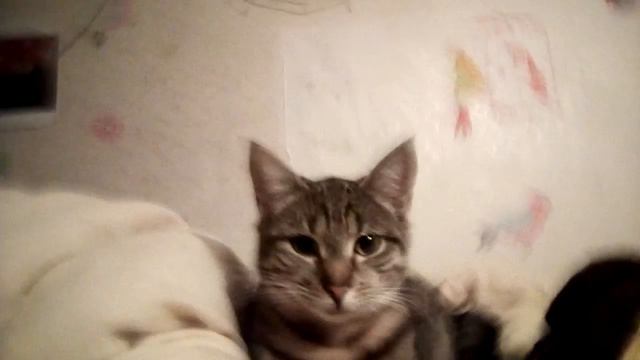 ХОЗЯЕВА ДУМАЛИ ЧТО ЗАВЕЛИ КОШКУ,НО ЭТО ОКАЗАЛАСЬ РЫСЬ И ОНА РЕШИЛА ЕЕ.... смотреть онлайн