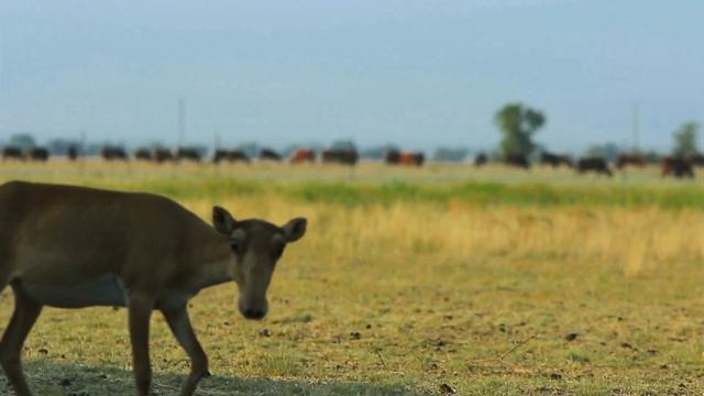 Saiga Antelope Critically Endangered Animal Blue Moon Universe смотреть онлайн