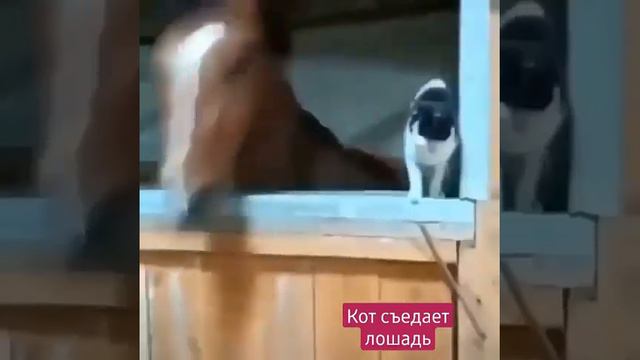 кот съел лошадь (мем) смотреть онлайн