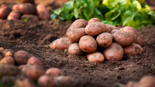 Беллароза Картофель Характеристика Отзывы смотреть онлайн