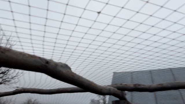 Охотничий фазан. Перекрытие вольера смотреть онлайн