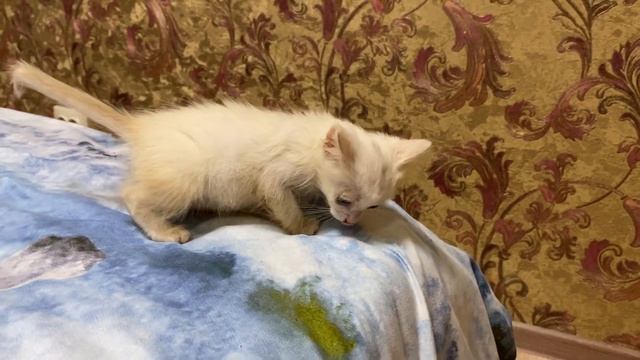 Котенок мальчик 2 месяца смотреть онлайн