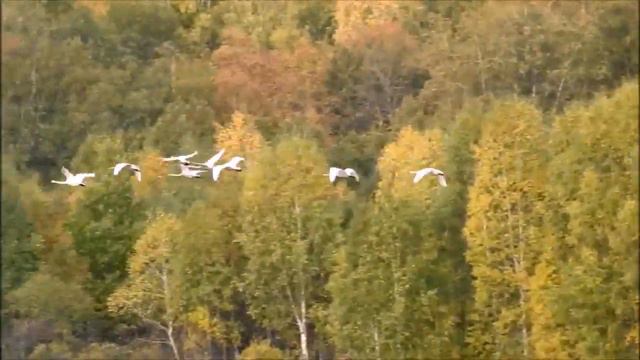 Лебеди кликуны смотреть онлайн