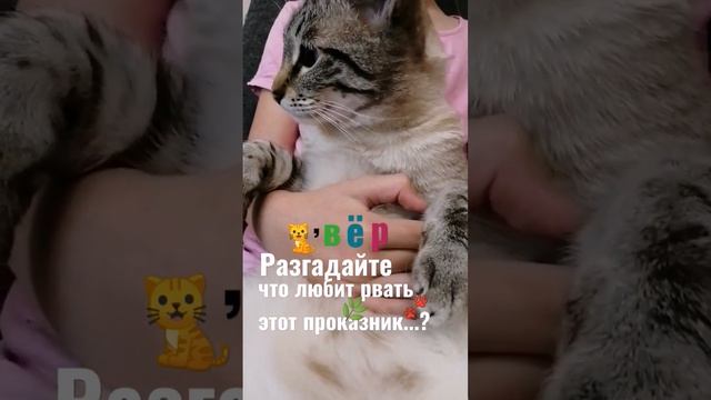 Разгадайте?#shorts #смешные #животные #тикток #кошки #кот