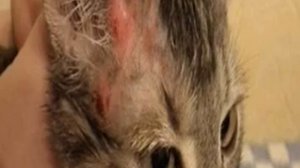 Как капать капли от блох кошке правильно