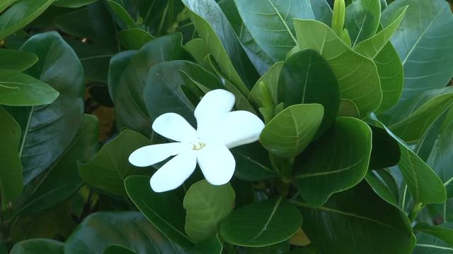 Tiare boutons et fleurs 09 смотреть онлайн