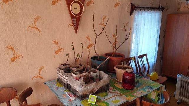 Проверка морозостойкости корней инжира. 12 декабря 2020 смотреть онлайн