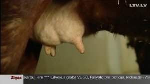 Латвийские буренки вымирают. Порода латвийская бурая на грани исчезновения