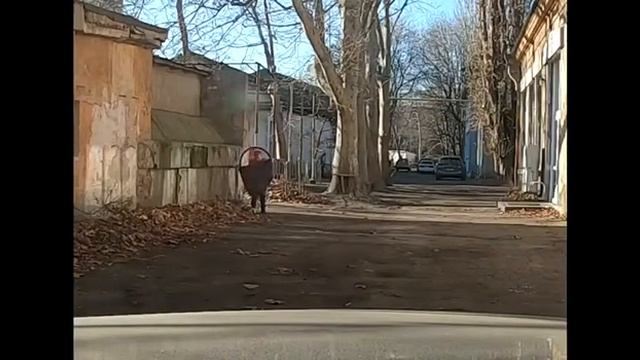 Полицейские поймали вора смотреть онлайн
