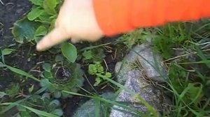 Моя дача. Почвопокровный бересклет.