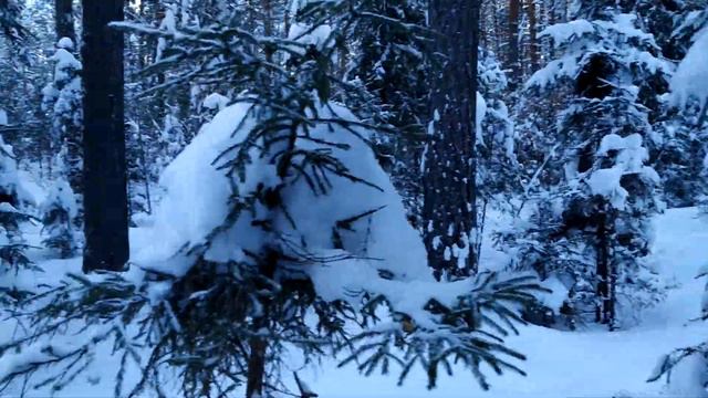 Вербовский лес смотреть онлайн