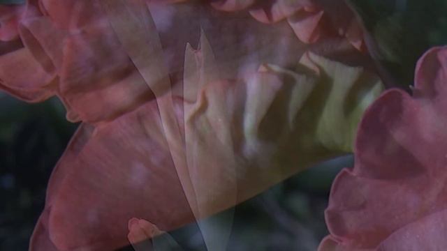 Gladiolus / Гладиолус смотреть онлайн