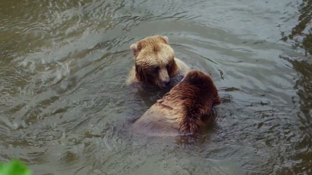 Медведи: описание животного. смотреть онлайн