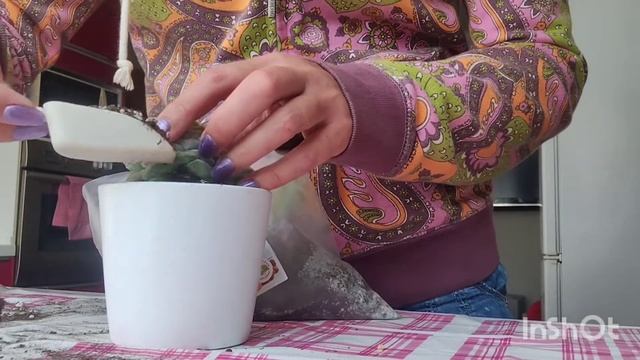 Пересадка эхеверий. #эхеверия #суккуленты смотреть онлайн