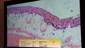 Гистология  Урок 1 Клетка