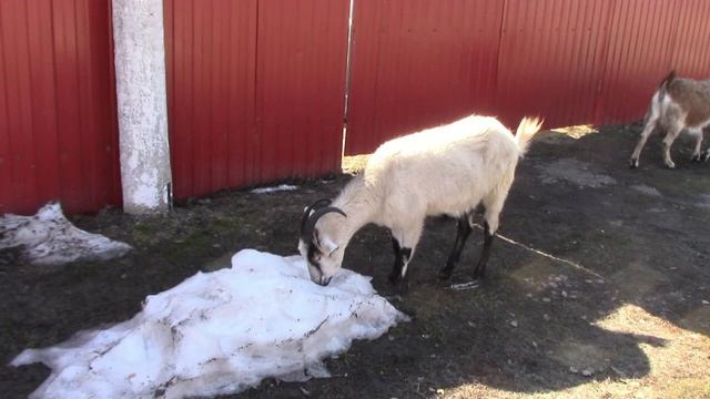 Для любителей животных - наши козы и козлята гуляют. Видео нарезки. смотреть онлайн