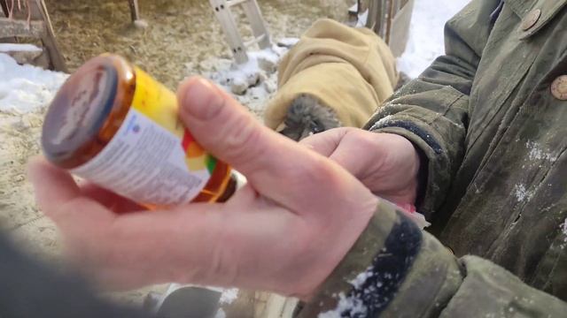 Подготовка Катумских овец к окоту смотреть онлайн