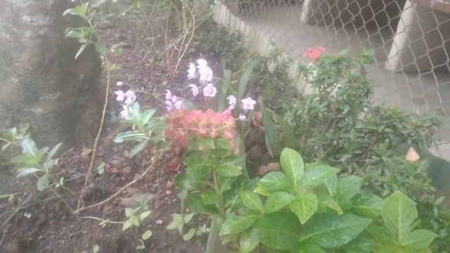 Hydrangea Paniculata Magical Flame