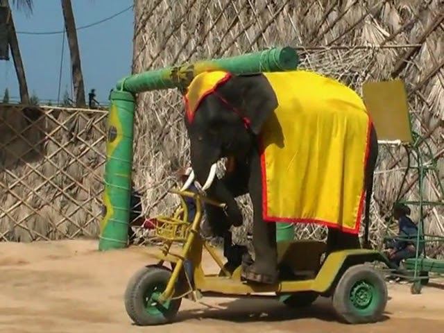 2013 Тайланд (часть 2 - Слоны)