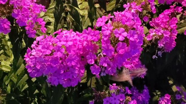 hummingbird moths & pink phlox смотреть онлайн