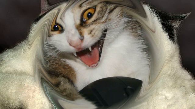 Смешные коты