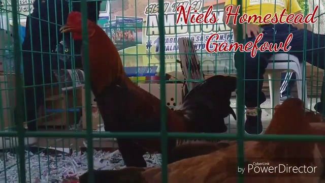 1st BATANGAS TATAK EXCELLENCE gamefowl summit 2019 смотреть онлайн