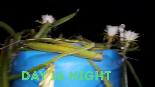 Dragon Fruits Life Cycle Day 1 to Fruits Mature|| Cactus Nursery Malda || Pintu Biswas смотреть онлайн