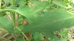 Как вести томат в 2 ствола? Показываю! Ольга Чернова.