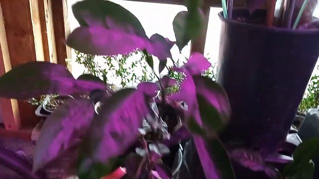 Как пережили зиму сеянцы помел. Цитрусовые подвои. Пересадка в новый грунт / Цитрусовый Рай МариАны смотреть онлайн