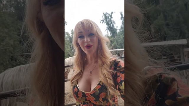 Dainty Rascal and Heart of Gold Sanctuary Horses смотреть онлайн