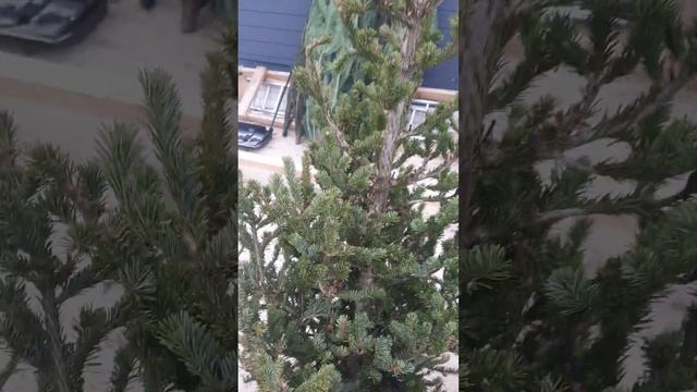 Живые елки на новый год с бесплатной доставкой по Москве смотреть онлайн